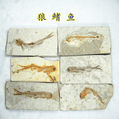 辽西天然狼鳍鱼化石 鱼化石标本 古动物化石鉴赏收藏