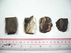 天然硅化木 木化石原料 矿物岩石标本 化石教学标本