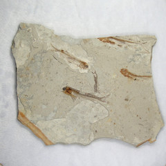 辽西天然群体狼鳍鱼化石 多条鱼化石整块标本 古动物化石收藏