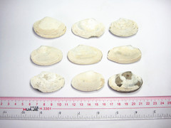 【浩宇石头行】蚌壳化石 金花巴非蛤化石 变带蛤贝壳化石标本