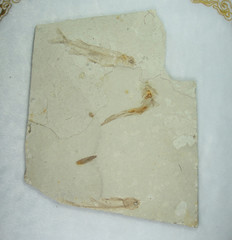 辽西天然群体狼鳍鱼化石 多条鱼化石标本 古动物化石收藏